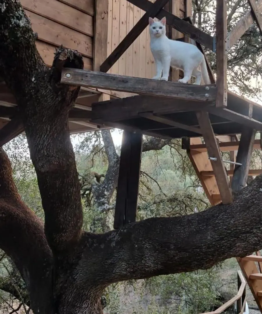 Роскошный шатер Cabana Del Arbol Lavagarural Villanueva del Rosario